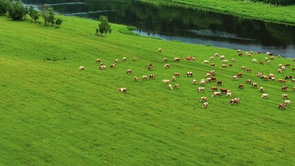 Obraz premium Cows grazing on vibrant green grass near a flowing river under clear blue skies