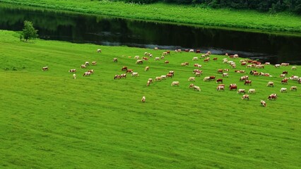 Obraz premium Herd of brown and white cows grazing lush green pasture beside calm river under clear sky