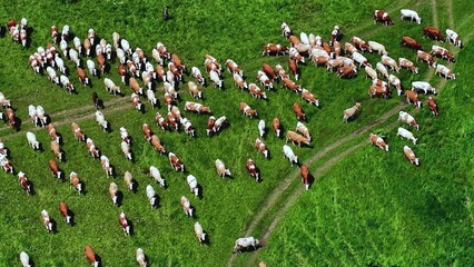 Obraz premium Herd of Brown and White Cows Grazing on Lush Green Pasture Under Clear Sky