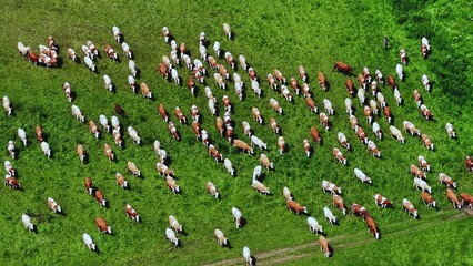 Obraz premium Herd of cows grazing on lush green grass in an extensive pasture landscape from above