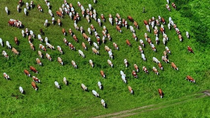 Obraz premium Herd of dairy cows grazing on lush green grass in an expansive farmland setting