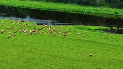 Obraz premium Herd of grazing cows near a winding river in lush green pasture under bright sunlight