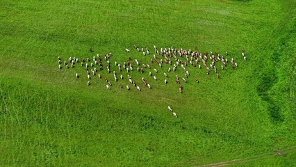 Obraz premium Herd of cattle grazing on vibrant green pasture under bright blue sky