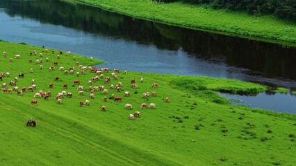 Obraz premium Herd of cattle grazing peacefully near a river bank with lush green grass and trees