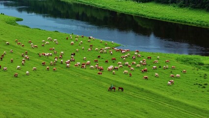 Obraz premium Herd of cows grazing on lush green pasture near a river with two horses and riders