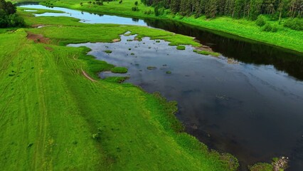 Obraz premium Lush green riverbank with calm waters and diverse plant life surrounded by dense woods
