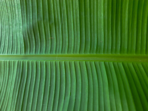 Large banana leaf with bold, parallel veins. Vibrant green color fills the frame. Texture details are crisp and clear. Perfect for nature, background, or botanical design