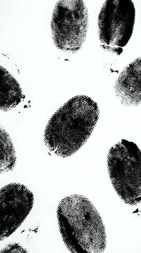 Fingerprints isolated on white background, forensic identification patterns for criminal investigation, security, biometric authentication, and legal documentation purposes.