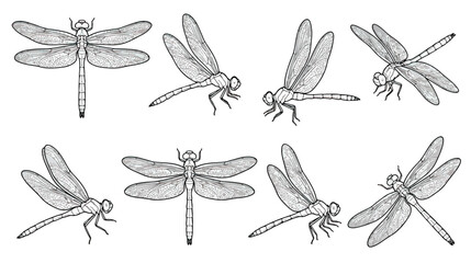 Vintage dragonfly sketch collection, hand drawn insect vector set, black and white dragonfly illustrations for nature branding and tattoo design © Fahad