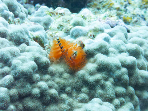 Christmastree worm