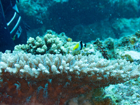 Blackfin hogfish juvenile swimming