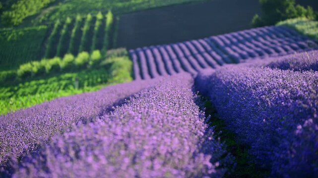 Purple lavender blooming in rows across a vast agricultural field under summer sun