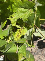 green grape in the field of Lanzarote © Cande Marrero