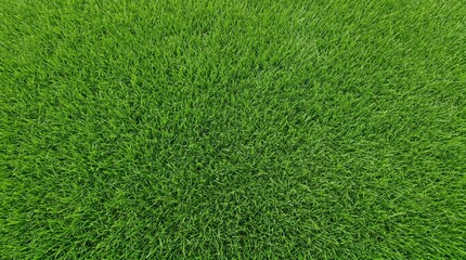 Fototapeta premium Vibrant green grass texture background with natural blades