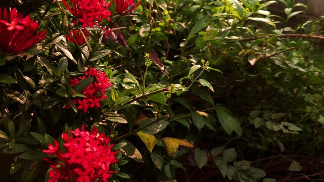 Two swallowtail butterflies flying and hovering around vibrant red Ixora flowers in tropical garden. Graceful butterfly flight, nectar foraging, natural pollination behavior in warm sunlight.