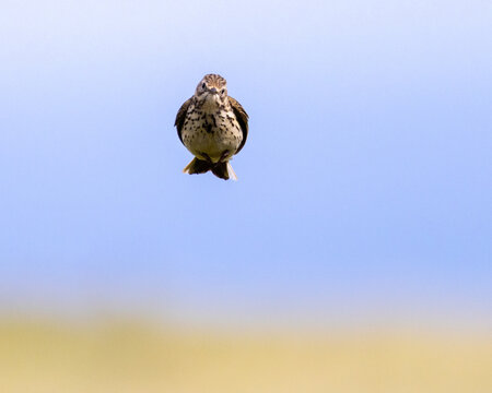 Meadow Pipit in Flight
