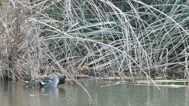Eurasian Teal (Anas crecca), Greece