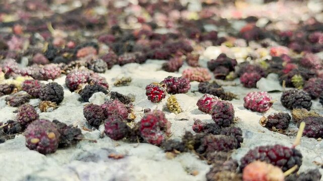 Ripe mulberries scatter across the concrete path in Simferopol, Crimea. This harvest creates a nostalgic and rustic feeling of summer abundance in the city.