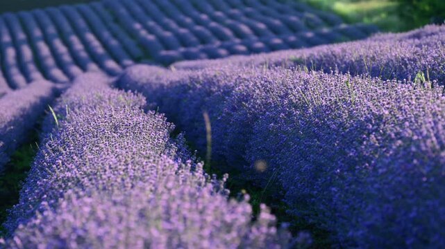 Purple lavender blooming in rows across a vast agricultural field under summer sun