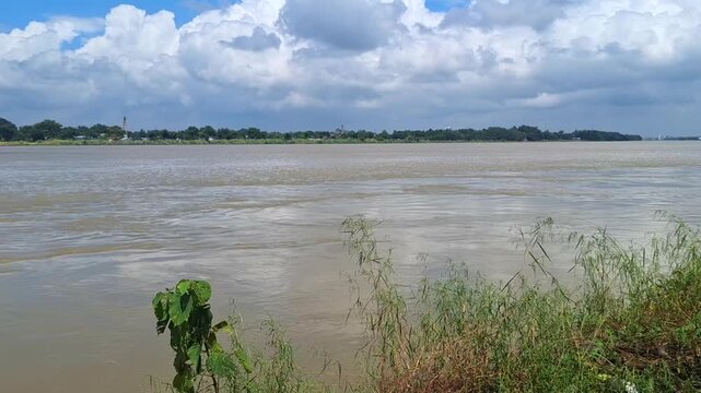 Dolphin in the Ganga River in Mayapur