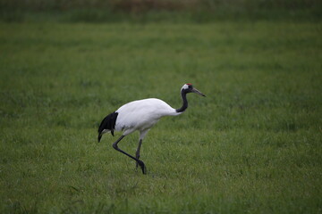 Obraz premium Red-Crowned Crane Walking Through Green Grassland
