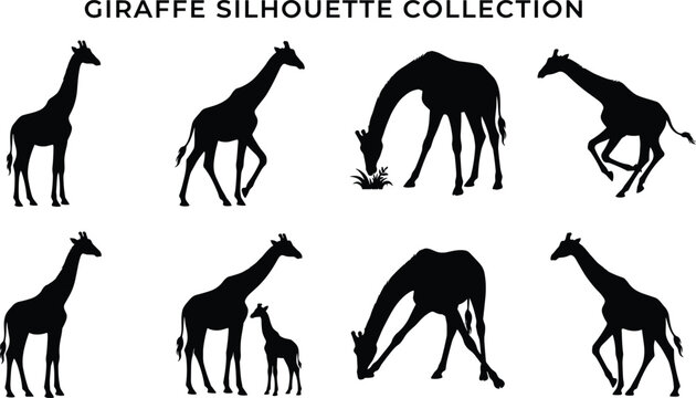 Giraffe Silhouette Collection Set with Standing Walking Grazing Running and Calf Wildlife Poses