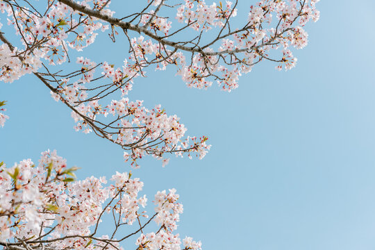 Cherry Blossom Branches Against Clear Blue Sky with Copy Space