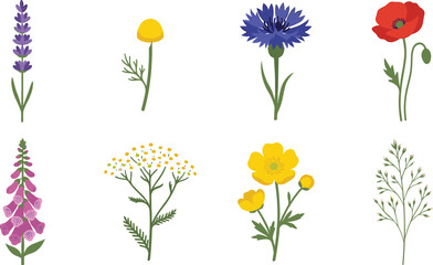 Wildflower Collection with Lavender, Poppy, Cornflower, and Buttercup Botanical Illustration © Sahara