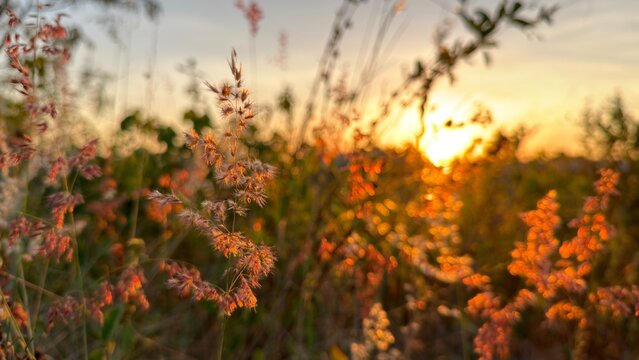 Wild grass flowers glowing under the warm golden hour sunset light.