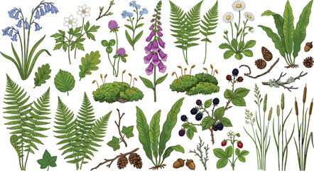 Vintage English wildflowers and forest plants illustration collection with ferns foxglove moss and berries for botanical wall art and textile pattern design © Protima