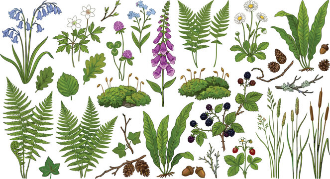 Vintage English wildflowers and forest plants illustration collection with ferns foxglove moss and berries for botanical wall art and textile pattern design