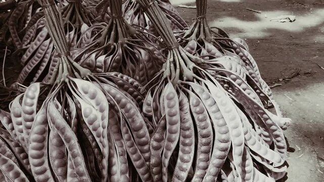 Footage : Bunches of fresh green petai or bitter beans tied together at a traditional market in Indonesia. Petai. Parkia speciosa.
