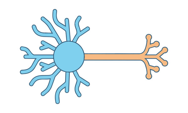 Simplified diagram of a neuron cell with branching dendrites and axon isolated on white background biological science concept