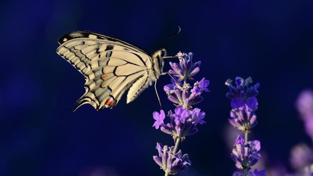 Swallowtail butterfly drinking nectar from purple lavender bringing pollination to the field
