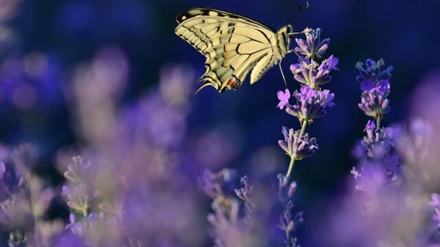 Swallowtail butterfly drinking nectar from purple lavender bringing pollination to the field. Rack focus