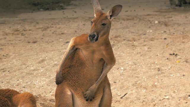 Close-up slow motion of adult red kangaroo scratching himself, 4K
