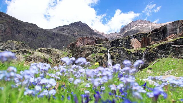 Alpine meadow with flowers and waterfalls, Piani di Fora located in Valmalenco, video footage in the summer season