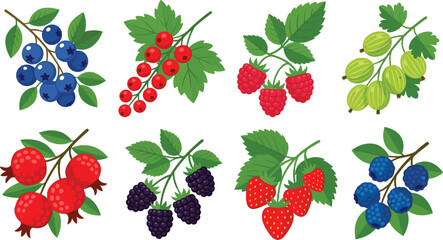 Collection of fresh garden berries with green leaves vector illustration isolated on white background featuring raspberry strawberry blueberry blackberry currant and gooseberry icons. © Mifta