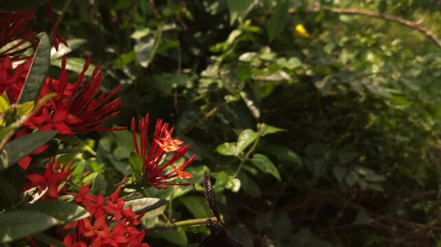 Swallowtail butterfly flying and hovering around vibrant red Ixora flowers in tropical garden. Graceful butterfly flight, nectar foraging, natural pollination behavior in warm sunlight.
