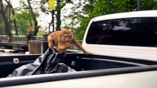 A pig-tailed macaque climbs into the back of a parked pickup truck and searches for food among the belongings, finds a piece of fruit, and eats it.