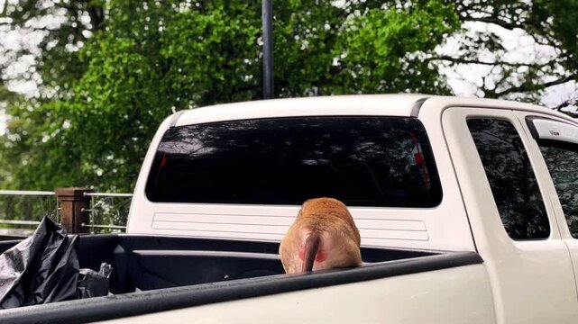 A pig-tailed macaque explores the back of a parked pickup truck and finds a piece of fruit, eats it, and walks away.