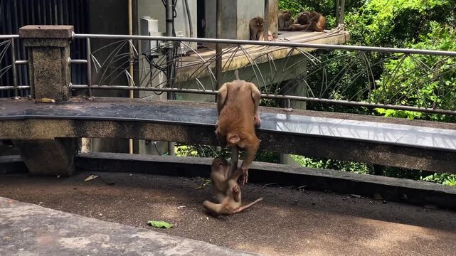 Two pig-tailed macaques play, tumble, and wrestle on a bench in a public park in Phuket, Thailand.