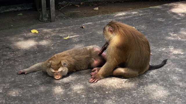 A male pig-tailed macaque carefully sorts through the fur of a lying female, cleaning it of parasites.