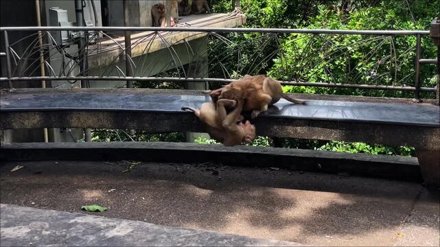 Two pig-tailed macaques frolic with each other on a bench in a public park in Phuket, Thailand.