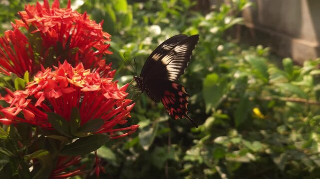 Swallowtail butterfly flying and hovering around vibrant red Ixora flowers in tropical garden. Graceful butterfly flight, nectar foraging, natural pollination behavior in warm sunlight.