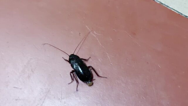 A large, shiny cockroach scurries across a red and white tiled surface. The sight often creates a feeling of surprise or disgust as the pest moves quickly through the indoor environment.