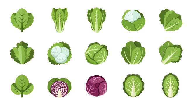 Set of various fresh green and red cabbage and lettuce vegetable icons.