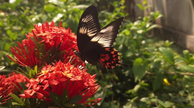 Swallowtail butterfly flying and hovering around vibrant red Ixora flowers in tropical garden. Graceful butterfly flight, nectar foraging, natural pollination behavior in warm sunlight.