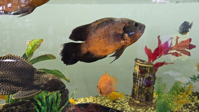 Tiger oscar fish and spotted pleco swimming in a decorated freshwater home aquarium tank.