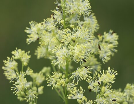 Shining meadow rue (Thalictrum lucidum) growing in grassland
